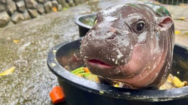 Bé hà mã bỗng dưng trở thành ‘ngôi sao hút khách’