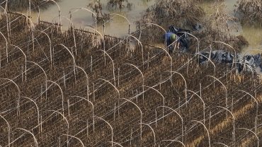 Hà Nội mất mùa cúc họa mi