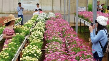 Du lịch canh nông Lâm Đồng còn cả ‘núi’ vướng mắc