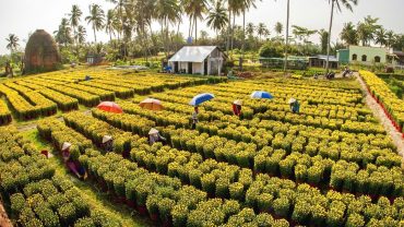 Chợ Lách sắp ra mắt đường hoa kiểng dài nhất Việt Nam