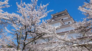 Bay charter qua Nhật ngắm hoa anh đào