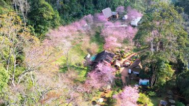 Hoa anh đào nở rộ đúng dịp tết giúp Măng Đen đón 200.000 lượt du khách