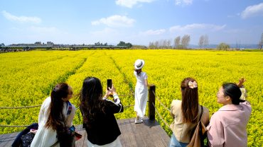 Những trải nghiệm tại lễ hội hoa cải lớn nhất thế giới