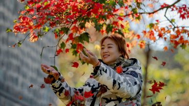 Mùa lá phong trên rừng Bạch Mã