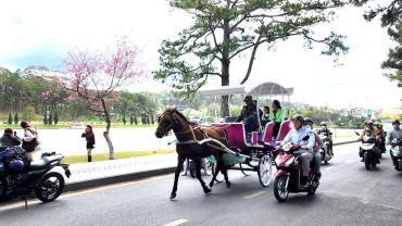 Đà Lạt tiếp tục cấm xe ngựa chở du khách quanh hồ Xuân Hương